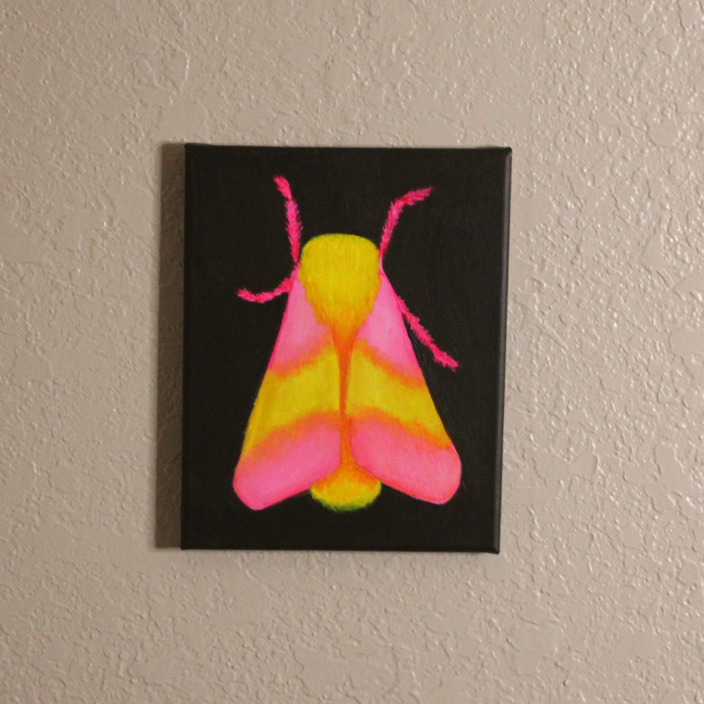 Rosy Maple Moth - Original